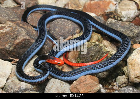 Blu: la malese Serpente corallo Foto Stock