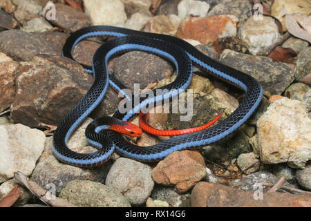 Blu: la malese Serpente corallo Foto Stock