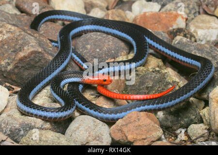 Blu: la malese Serpente corallo Foto Stock
