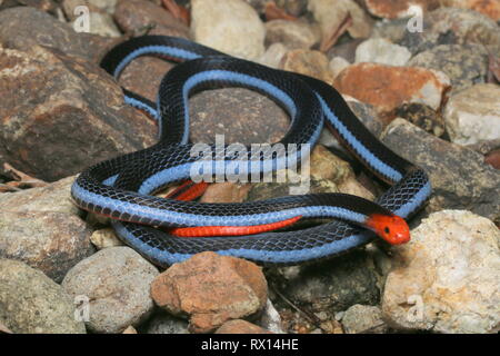 Blu: la malese Serpente corallo Foto Stock