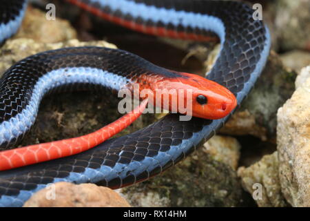 Blu: la malese Serpente corallo Foto Stock