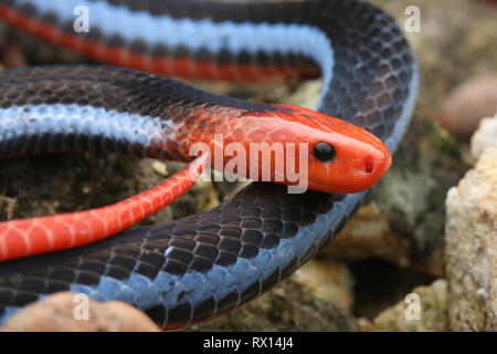 Blu: la malese Serpente corallo Foto Stock