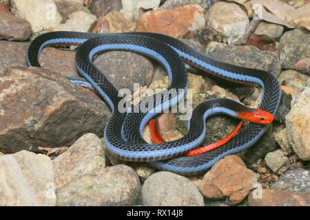 Blu: la malese Serpente corallo Foto Stock
