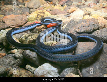 Blu: la malese Serpente corallo Foto Stock