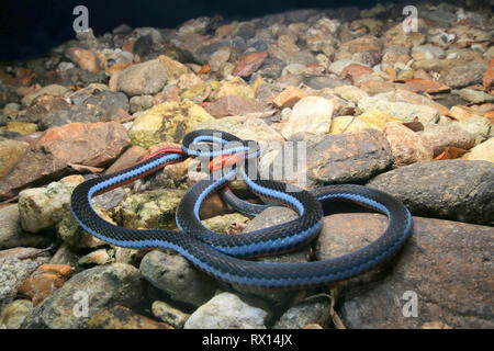 Blu: la malese Serpente corallo Foto Stock