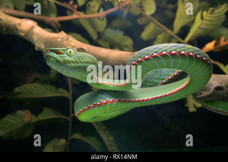 Siamese Peninsular Rattlesnakes Foto Stock