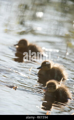 Anatre, in Svezia, Foto Stock