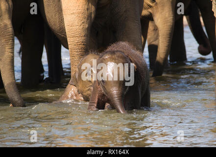 Baby Elephant divertendosi nel fiume vasca da bagno Foto Stock