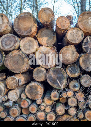 Un mucchio di tagliare legname segato connesso ad albero abbattuto alberi agile log registra il condimento per il settore forestale Foto Stock