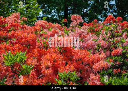 Bellissimi rododendri bush nel giardino estivo. Foto Stock