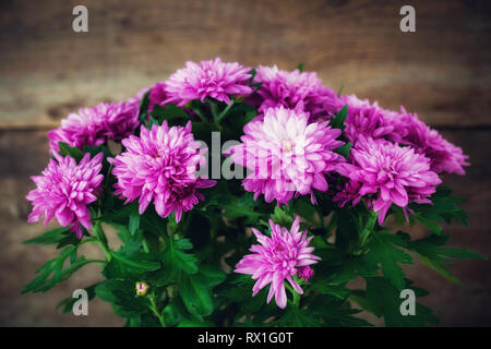 Crisantemo viola fiori vicino sul legno scuro dello sfondo. Foto Stock