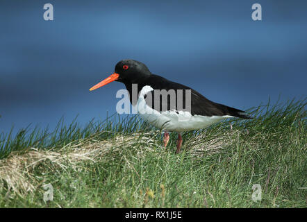 Eurasian Oystercatcher Foto Stock