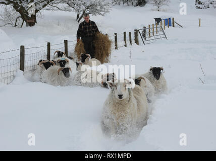 Un agricoltore alimenta le sue pecore in una fattoria in West Lothian, Scozia. Foto Stock