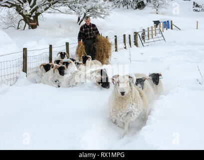 Un agricoltore alimenta le sue pecore in una fattoria in West Lothian, Scozia. Foto Stock