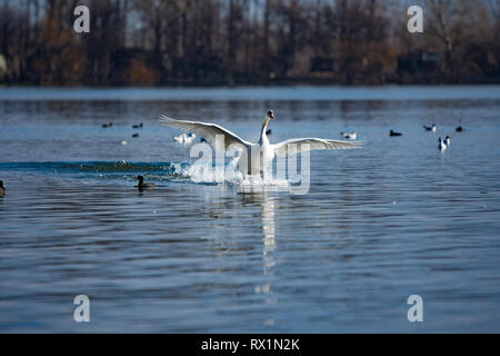 Bella Swan lo sbarco sul fiume, con i suoi grandi ali Foto Stock