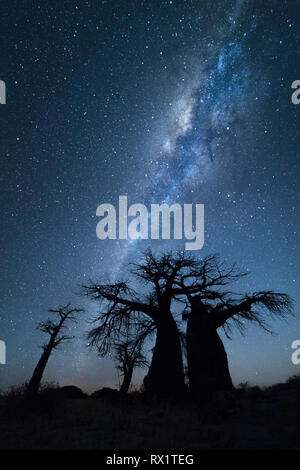 Baobab sotto la via lattea a mezzanotte su Kubu Island, il Botswana. Foto Stock