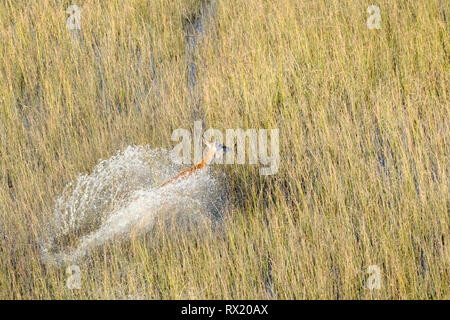 Un rosso lechwe dall'aria in Okavango Delta vicino chiefs island, il Botswana. Foto Stock