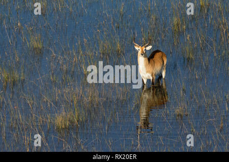 Un rosso lechwe dall'aria in Okavango Delta vicino chiefs island, il Botswana. Foto Stock