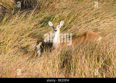 Un rosso lechwe dall'aria in Okavango Delta vicino chiefs island, il Botswana. Foto Stock