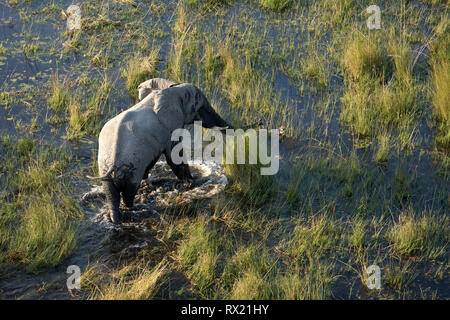 Elephant dall'aria in Okavango Delta, il Botswana. Foto Stock