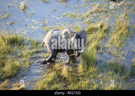 Elephant dall'aria in Okavango Delta, il Botswana. Foto Stock