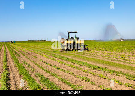 Il trattore la spruzzatura di pesticidi in campo vegetale con spruzzatore, Homestead, Florida, Stati Uniti d'America Foto Stock