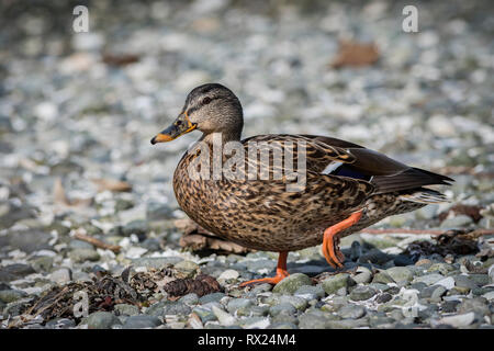 Femmine di anatra germano reale (Anas platyrhynchos), Esquimalt Laguna, Victoria, BC, Isola di Vancouver, Canada Foto Stock