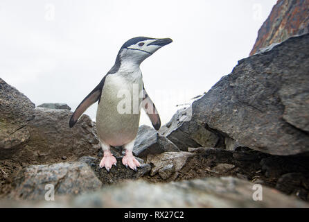 Un Pinguino Chinstrap (Pigoscelis antarcticus) indaga su una telecamera remota vicino a un'autostrada dei pinguini sull'Isola Half Moon. La Penisola Antartica, Antartide Foto Stock