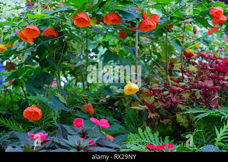 Vista di un Abutilon piante e fiori (Indian mallow) Foto Stock