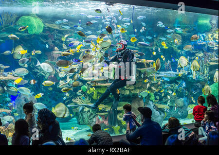 Sommozzatore intrattenere i visitatori di Ripley's acquario a Toronto Foto Stock