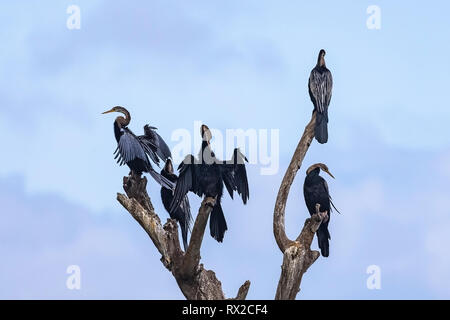 Oriental darter. Yala National Park. Lo Sri Lanka. Foto Stock