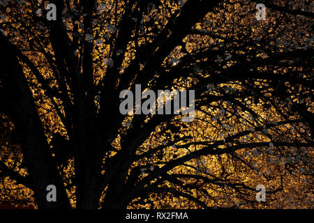 Primavera albero canopy di Bradford o callery pera ricoperto di fiori e retroilluminati da una luce di strada. Foto Stock