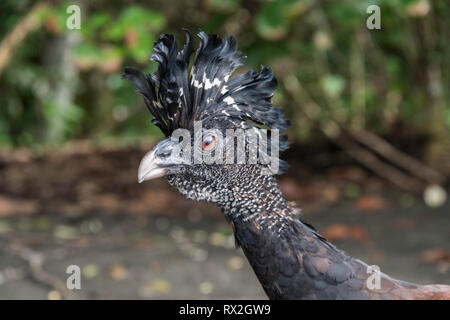 Hocco messicano, Crax rubra in corrispondenza del bordo della Costa Rican rainforest . Foto Stock