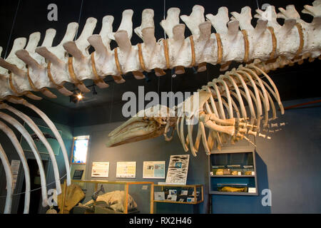 WA02402-00....WASHINGTON - all'interno del museo della balena in Friday Harbor su San Juan Island. Foto Stock