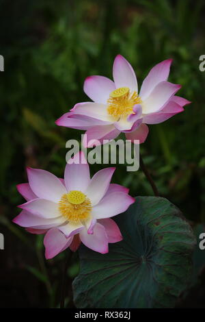 Rosa fiore di loto in luce naturale Foto Stock