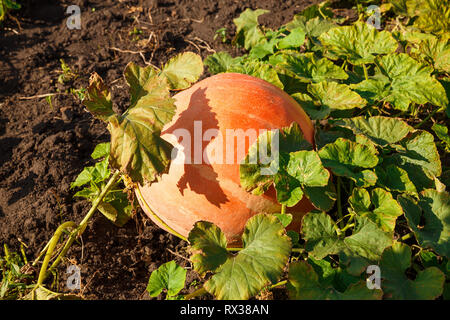 Grande zucca in giardino nel villaggio. Foto Stock