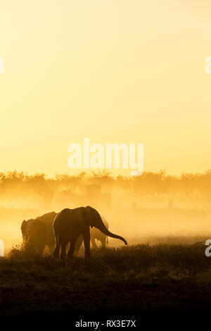 La polvere viene girato in giallo con il sole al tramonto e che mostra una silhouette di un elefante. Foto Stock