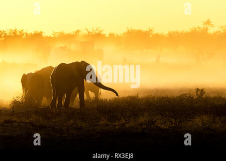 La polvere viene girato in giallo con il sole al tramonto e che mostra una silhouette di un elefante. Foto Stock