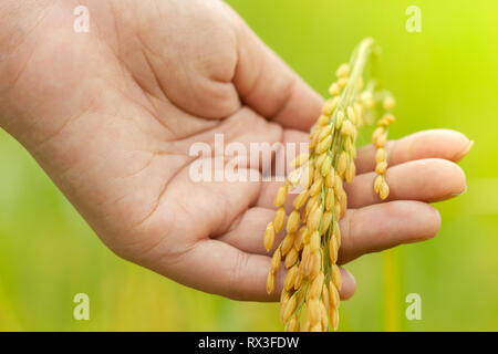 Mano che tiene i chicchi di riso tra i campi di riso. Il concetto di agricoltura o di raccolta. Foto Stock