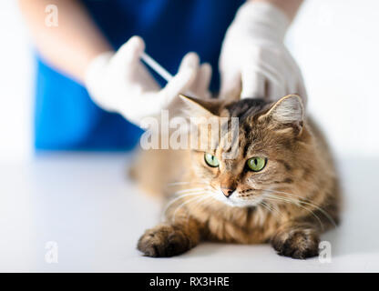 Veterinario presso la clinica vet dando Gatto iniezione Foto Stock