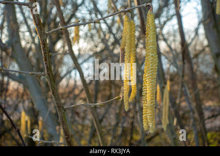 Una boccola di nocciole inizia a fiorire Foto Stock
