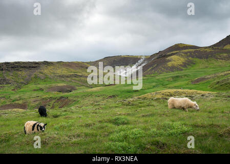 Tre pecore pacificamente mangiare erba naturale sulla bellissima montagna Islanda Foto Stock