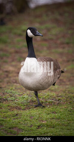 Oca canadese Foto Stock