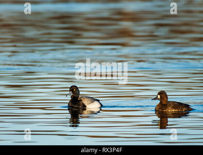 Lesser Scaup anatre (Aythya affinis) su una palude durante la migrazione a molla, SW Ontario, Canada Foto Stock