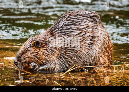 Un castoro (Castor canadensis) rosicchia su un bastone vicino a casa sua in una zona umida, Algonquin Provincial Park, Ontario, Canada Foto Stock