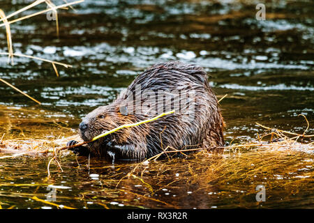 Un castoro (Castor canadensis) rosicchia su un bastone vicino a casa sua in una zona umida, Algonquin Provincial Park, Ontario, Canada Foto Stock