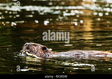 Castoro (Castor canadensis) nuoto mentre rosicchia su un bastone in una zona umida, Algonquin Provincial Park, Ontario, Canada Foto Stock