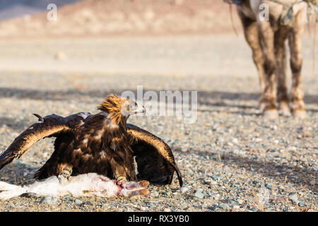 Golden Eagle mentre la caccia alla lepre in montagna nel deserto della Mongolia occidentale. Foto Stock