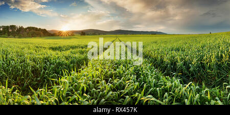 Panorama di verde campo di grano al tramonto con Sun Foto Stock