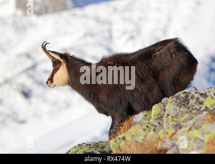 Chamois at winter in Tatras - rupicapra rupicapra Foto Stock